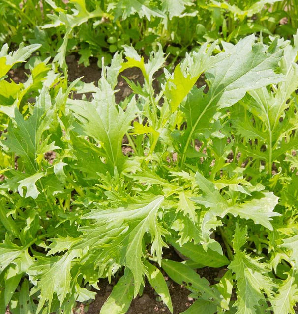 West Coast Seeds (Mizuna Organic Greens)