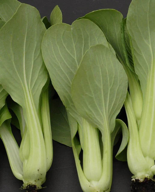 West Coast Seeds (Mei Qing Choi)