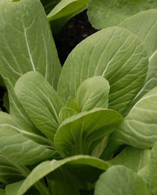 West Coast Seeds (Mei Qing Choi)