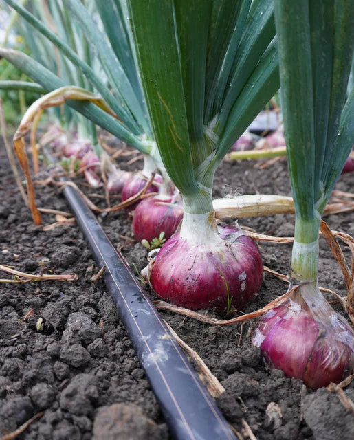 West Coast Seeds (Blush F1)