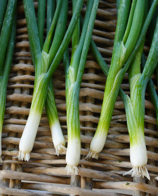 West Coast Seeds (Fukagawa)