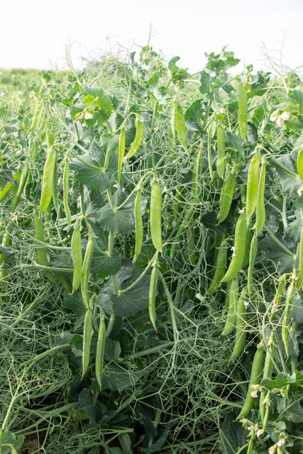 West Coast Seeds (PLS 595 Organic Peas)