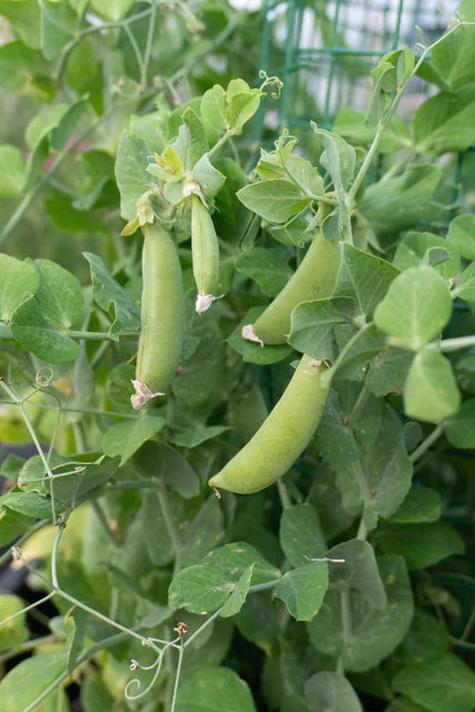 West Coast Seeds (Little Snappea Crunch Peas)