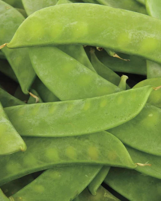 West Coast Seeds (Mammoth Melting Sugar)