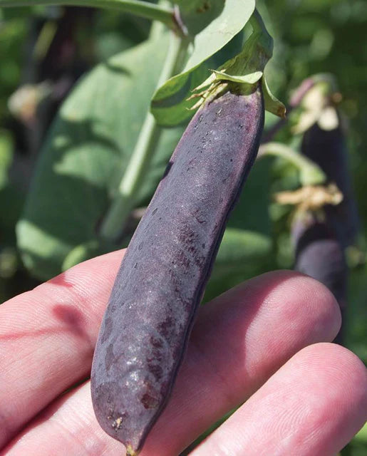 West Coast Seeds (Purple Mist Organic Pea Seeds)