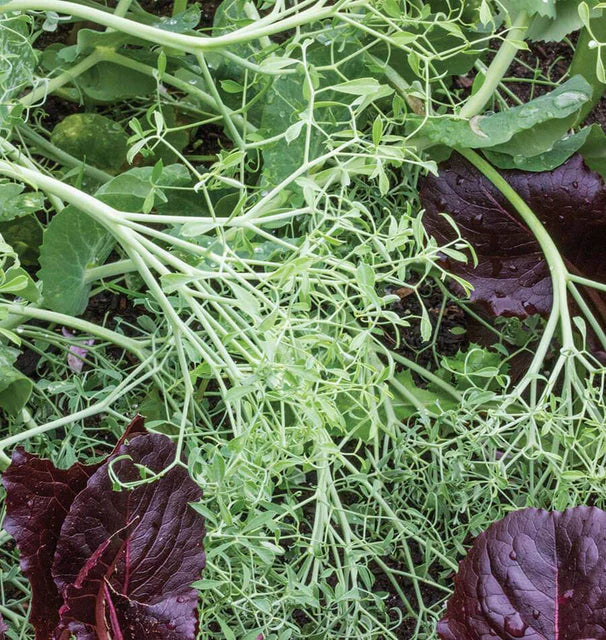 West Coast Seeds (Parsley Peas)