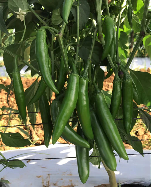 West Coast Seeds (Pathfinder F1)