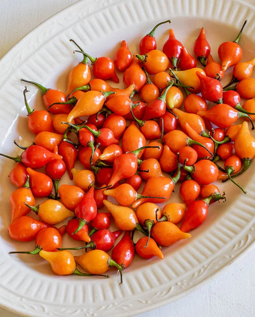 West Coast Seeds (Biquinho Red)