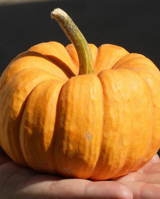 West Coast Seeds (Jack Be Little)