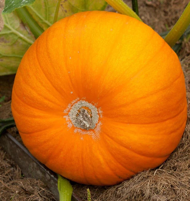 West Coast Seeds (Neon F1 Pumpkin)