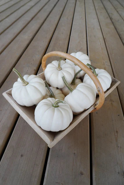 West Coast Seeds (Casperita F1 Pumpkin)