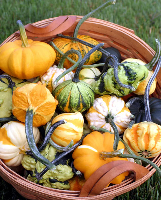 West Coast Seeds (Galaxy of Stars F1)