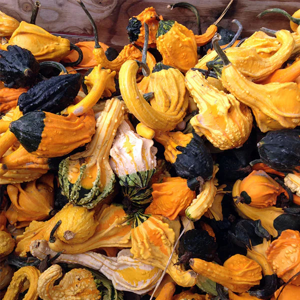 West Coast Seeds (Autumn Wings Blend Squash)