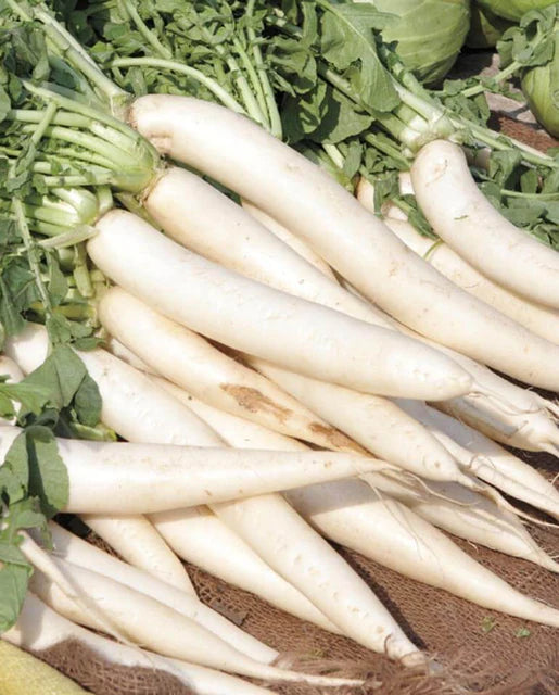 West Coast Seeds (Minowase Summer Cross Daikon)