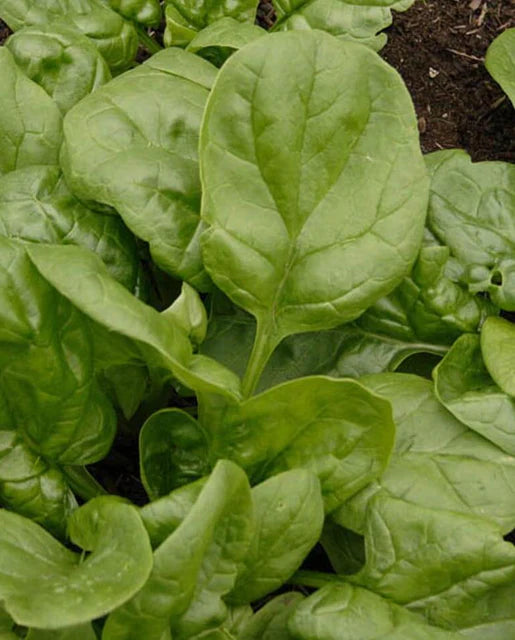 West Coast Seeds (Olympia)