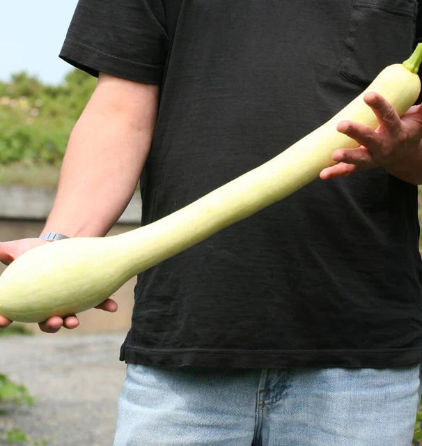 West Coast Seeds (Tromboncino Squash)