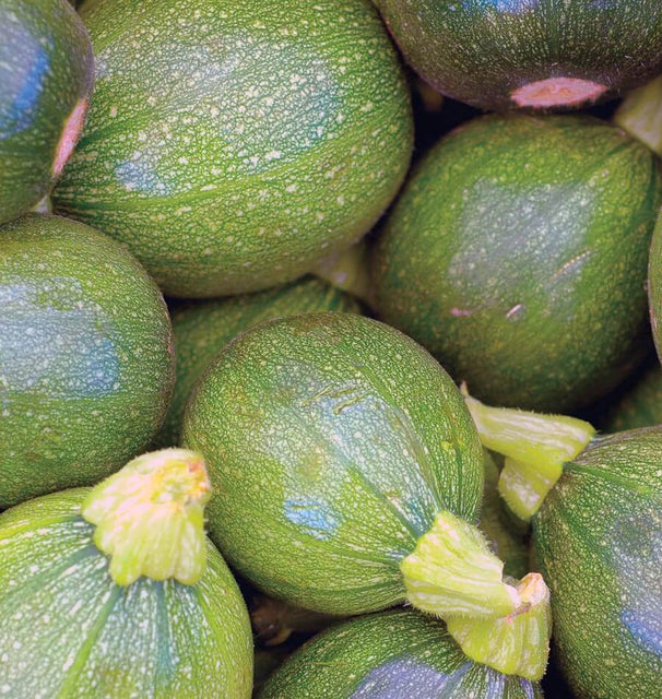 West Coast Seeds (Ronde de Nice Squash)