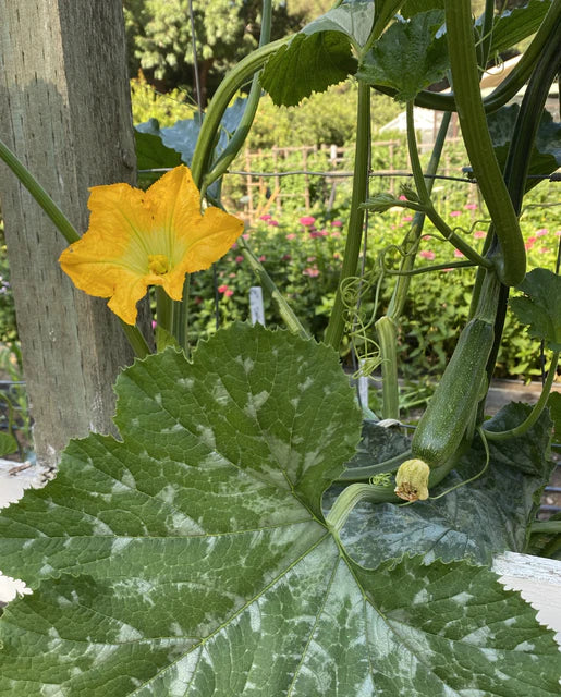 West Coast Seeds (Ola Escaladora Certified Organic)