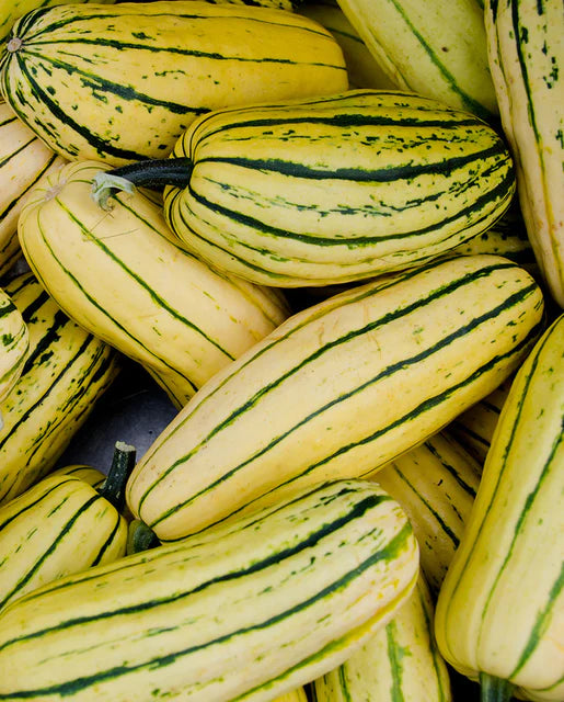 West Coast Seeds (Honey Boat Organic)