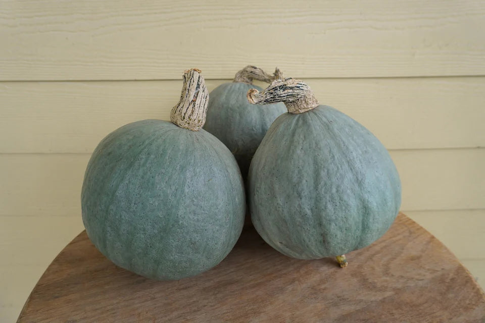 West Coast Seeds (Baby Blue Organic Squash)