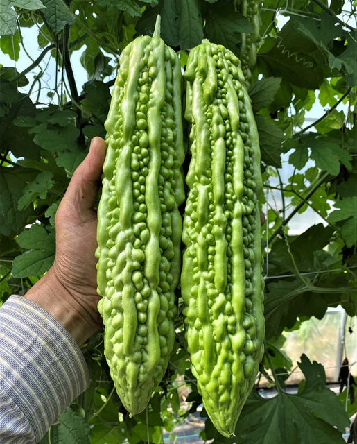 West Coast Seeds (Green Pearl F1)