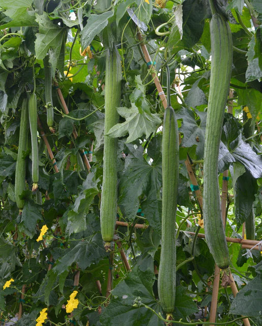 West Coast Seeds (Emerald F1)