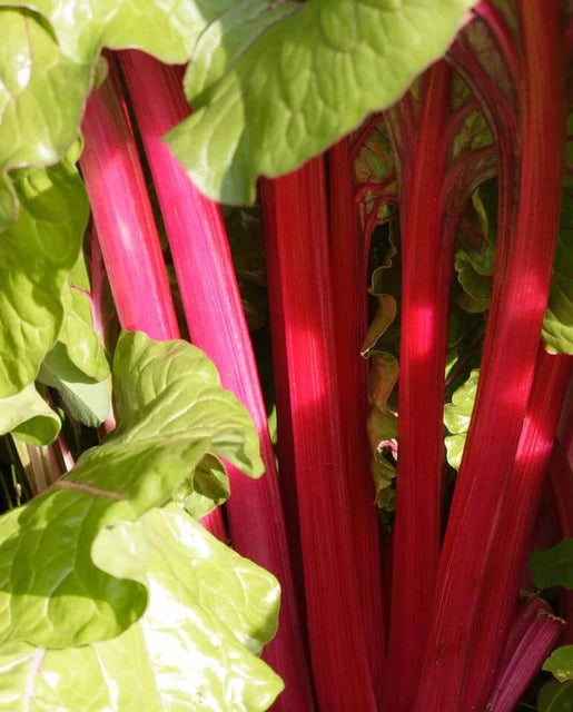 West Coast Seeds (Magenta Sunset)