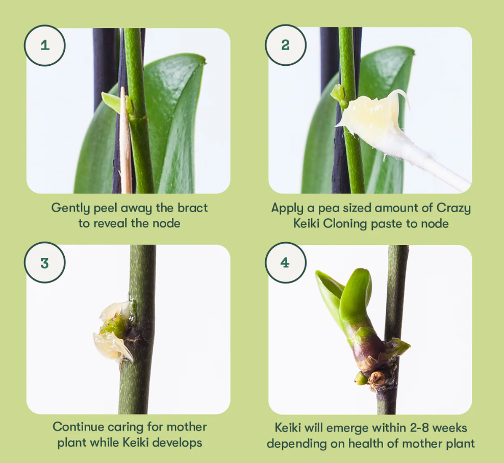 Crazy Keiki Cloning Paste For Houseplants 7mL