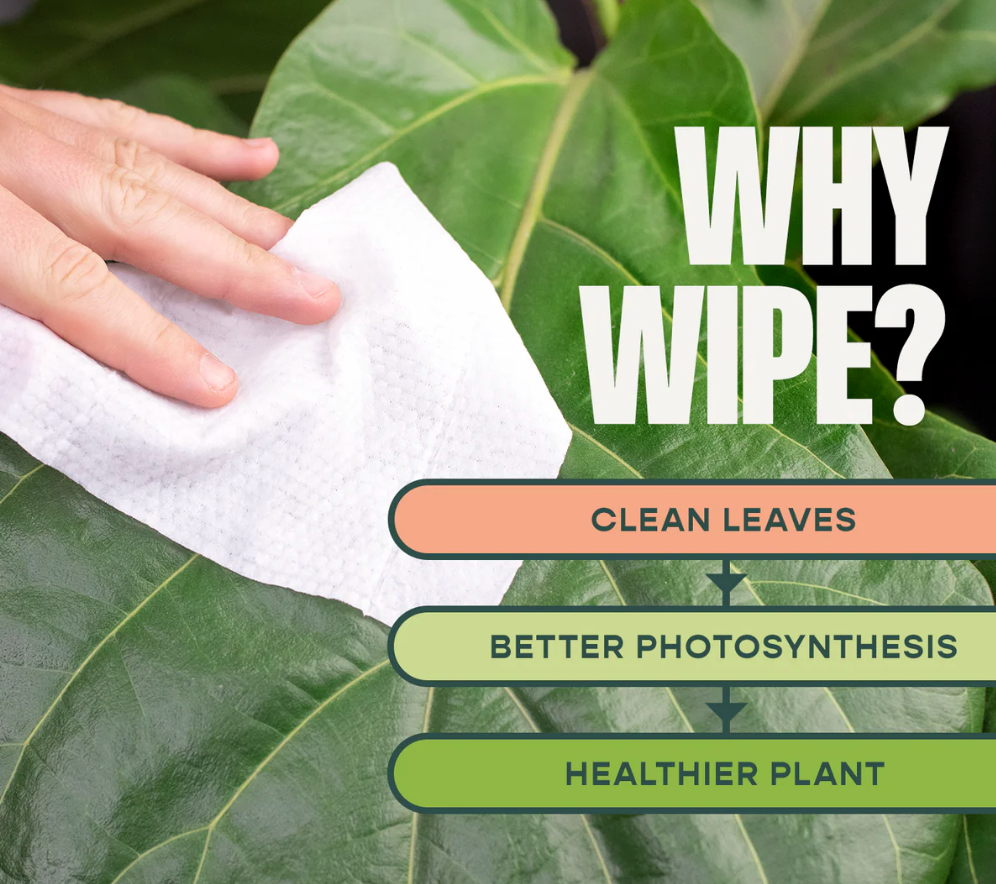 Houseplant Dusting Wipes (80 Sheets)