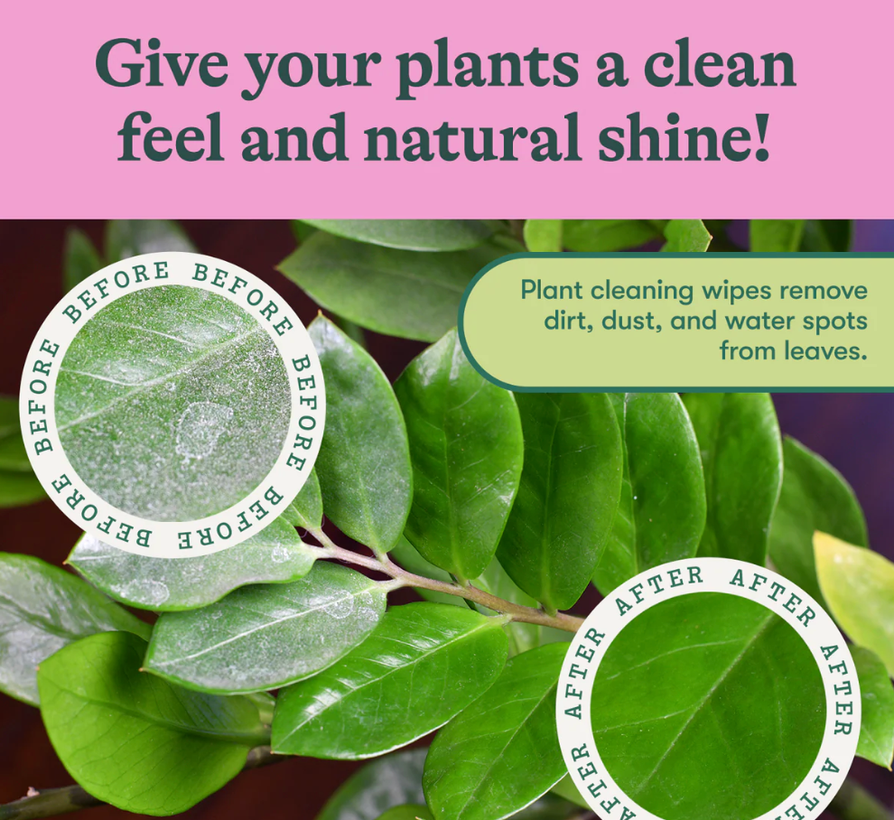 Houseplant Dusting Wipes (80 Sheets)