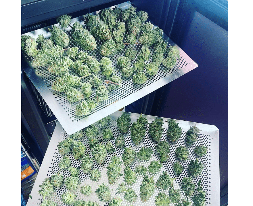 Cannatrol Cool Cure Box