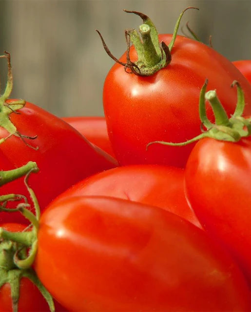 West Coast Seeds (Amish Paste Organic)