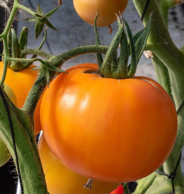 West Coast Seeds (Old German Organic Tomato)