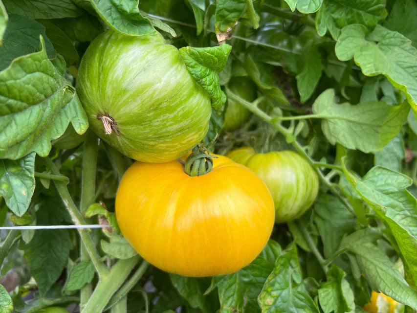 West Coast Seeds (Pork Chop Organic Tomato)