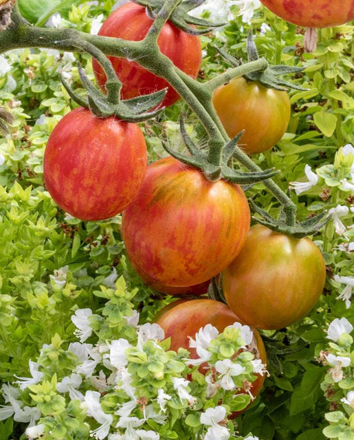 West Coast Seeds (Pink Bumble Bee Organic)