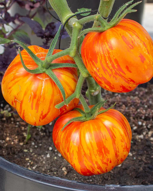 West Coast Seeds (Get Stuffed Organic)