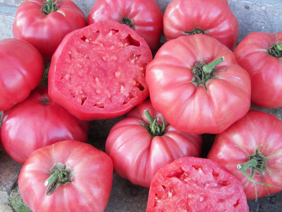 West Coast Seeds (Pink Brandywine Organic Tomato)