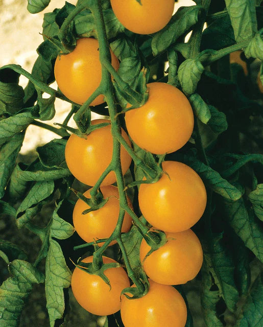 West Coast Seeds (Sweet Gold F1)