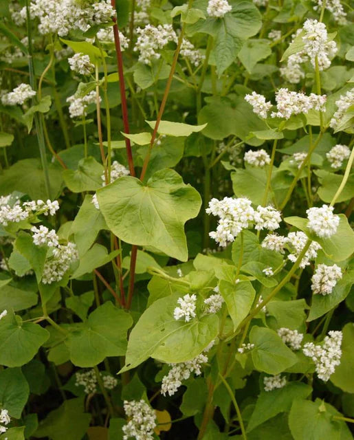West Coast Seeds (Buckwheat)