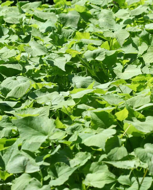 West Coast Seeds (Buckwheat)