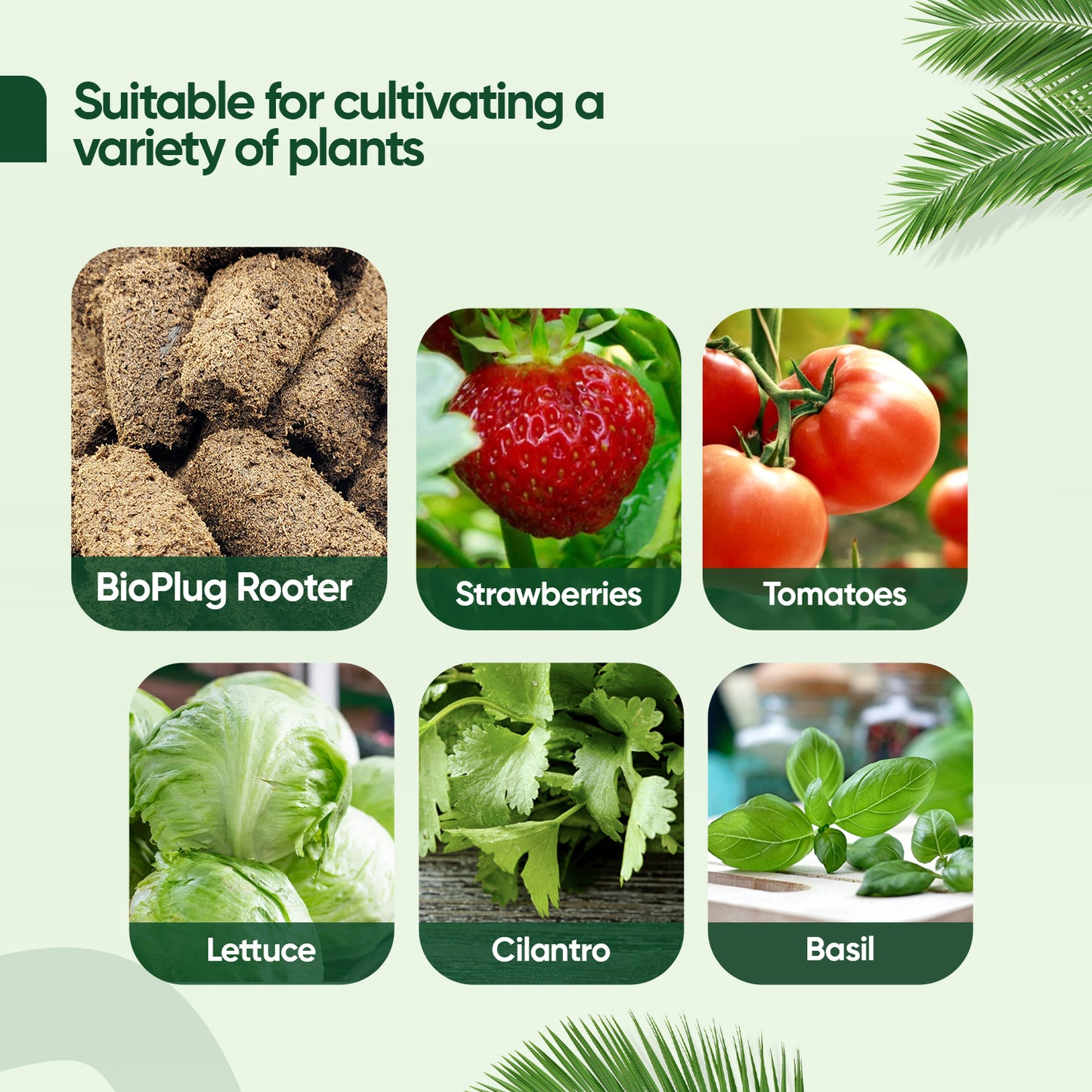 BioPlug Germination Rooter Cubes