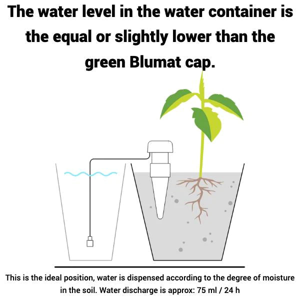 Blumat经典胡萝卜(经典)