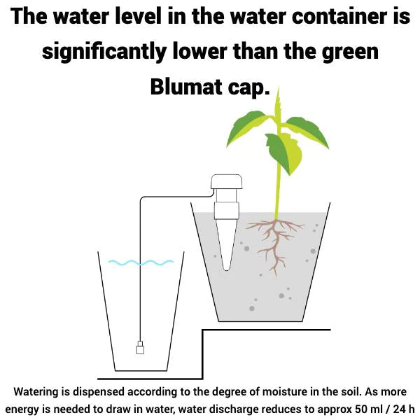 Blumat经典胡萝卜(经典)