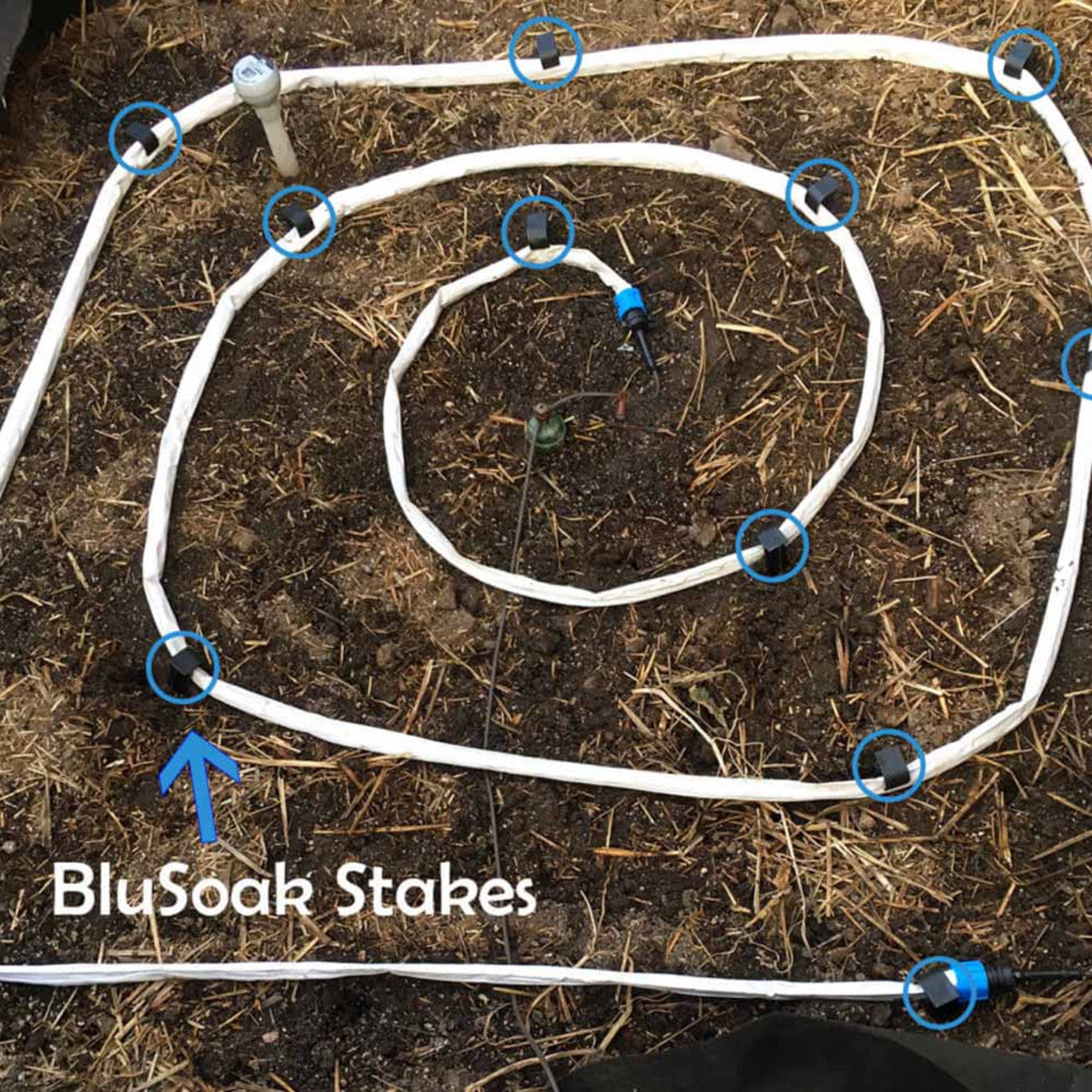 BluSoak 超级赌注