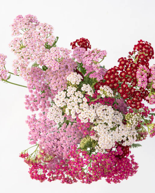West Coast Seeds (Flowerburst Fruit Bowl)