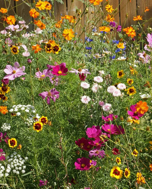 West Coast Seeds (Cut Flower Blend)