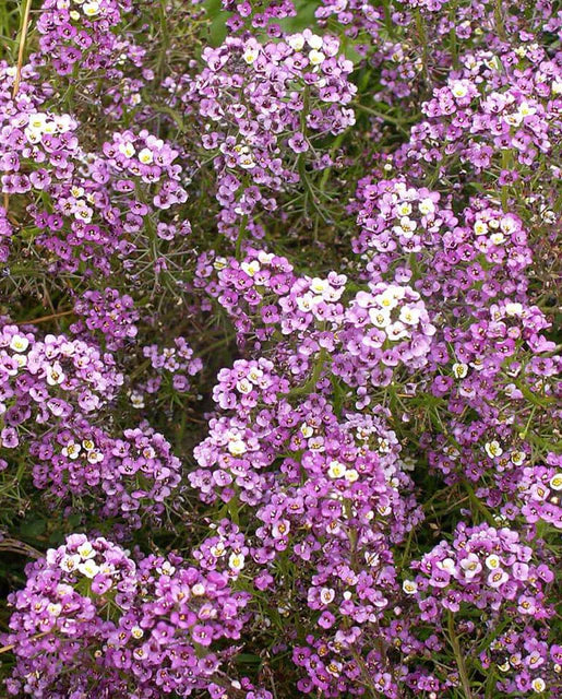 West Coast Seeds (Dwarf Purple Alyssum)