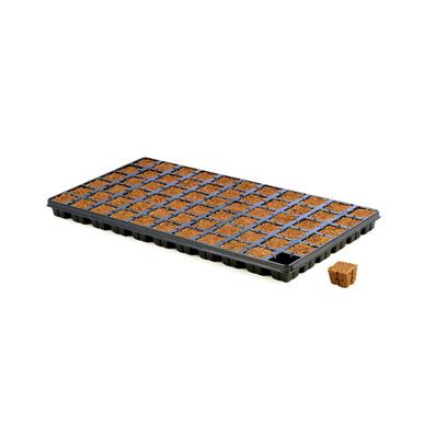 Eazy Plug Dried Starter Plugs & Pyramid