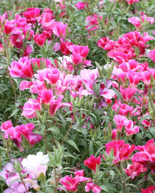 West Coast Seeds (Farewell-to-Spring Clarkia Seeds)