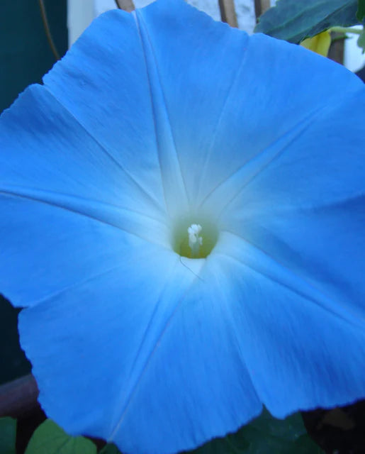 West Coast Seeds (Heavenly Blue Morning Glory Flower Seeds)